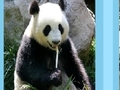 Panda di puzzle per giocare online