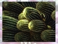 Cactus per giocare online