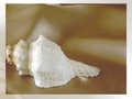 Sea shell per giocare online