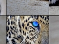 Leopardo per giocare online