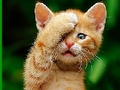 Cute cat per giocare online