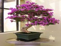 Bougainvillea Puzzle per giocare online