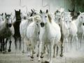 White Horse Jigsaw per giocare online